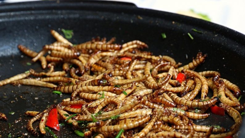 L'Unione Europea dà il via libera ai prodotti alimentari a base di insetti