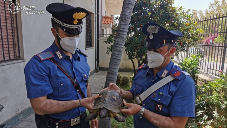 Gallico, tartaruga centenaria recuperata dai carabinieri in un agrumeto