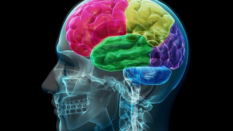Il cervello a riposo ottimizza le proprie prestazioni future