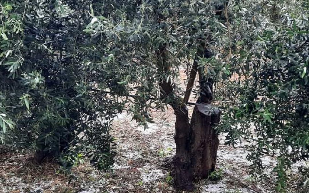 Le colture danneggiate dalla grandine