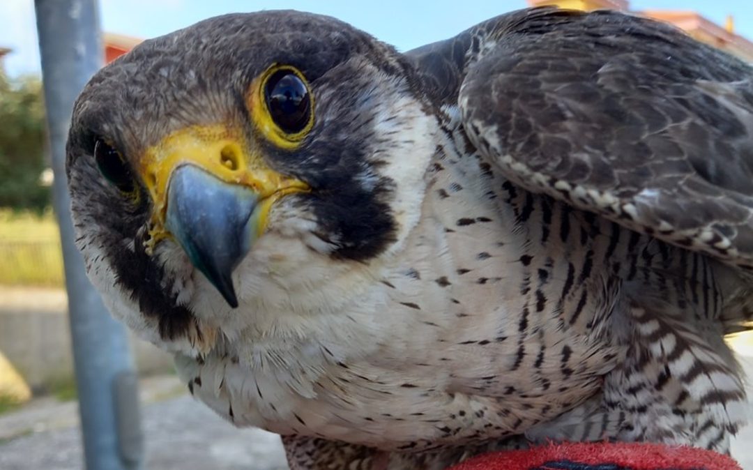 Il Falco pellegrino recuperato a Palmi