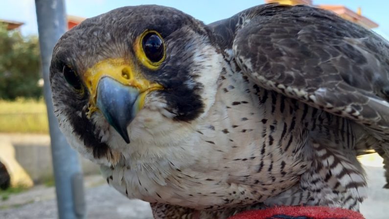 Dal Falco pellegrino al piccolo Gheppio: il tour de force del Wwf per salvare animali in difficoltà
