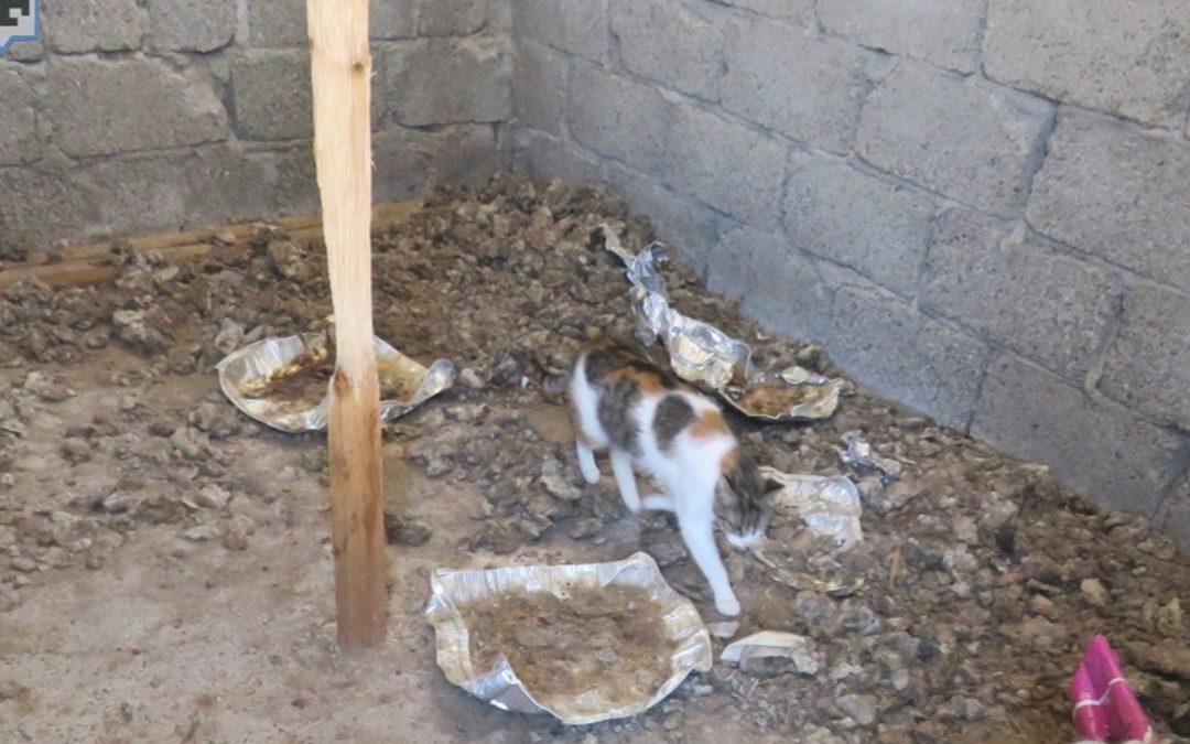 Il luogo in cui erano tenuti i gatti sequestrati