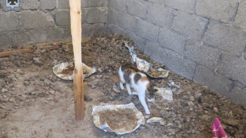 Precarie condizioni igienico-sanitarie e spazi insufficienti, 15 gatti sequestrati in Sila
