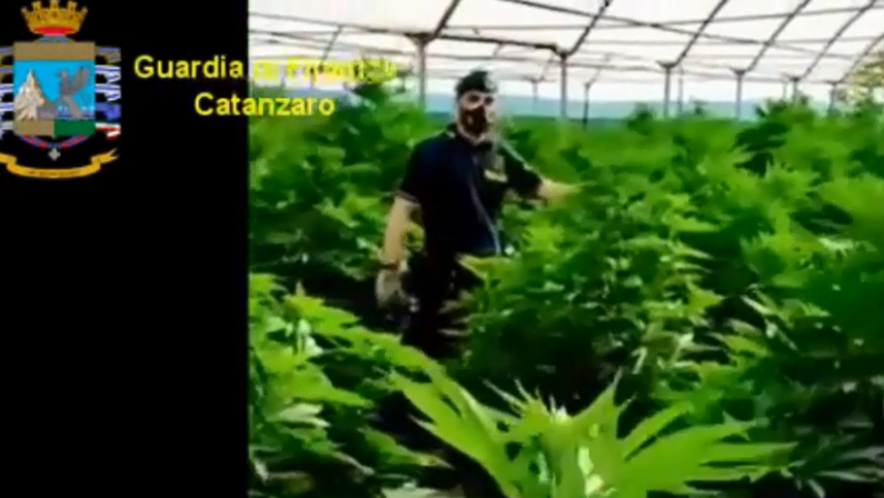 Droga, 2.190 piante di cannabis sequestrate a Lamezia: avrebbero prodotto 200 chili di stupefacente - VIDEO