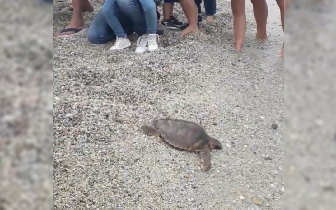 La tartaruga rimessa in mare a Vibo Marina
