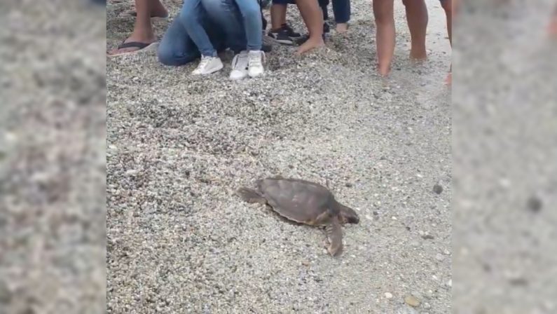 Miriam, la tartaruga salvata dalla plastica ritrova il mare a Vibo Marina