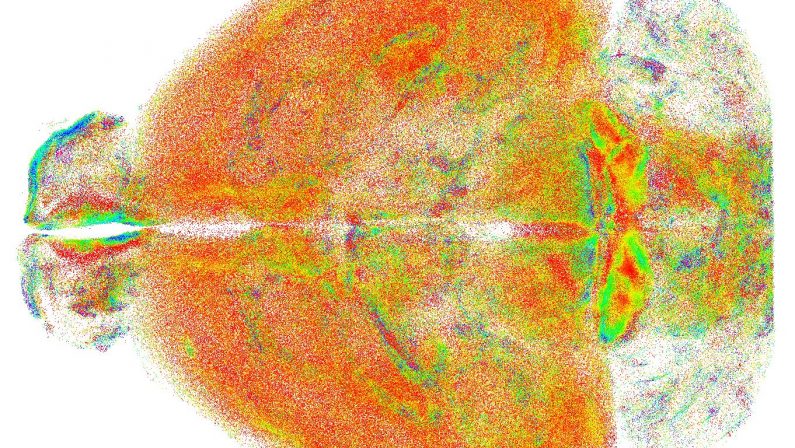 Nuova tecnica ottica per lo studio del cervello