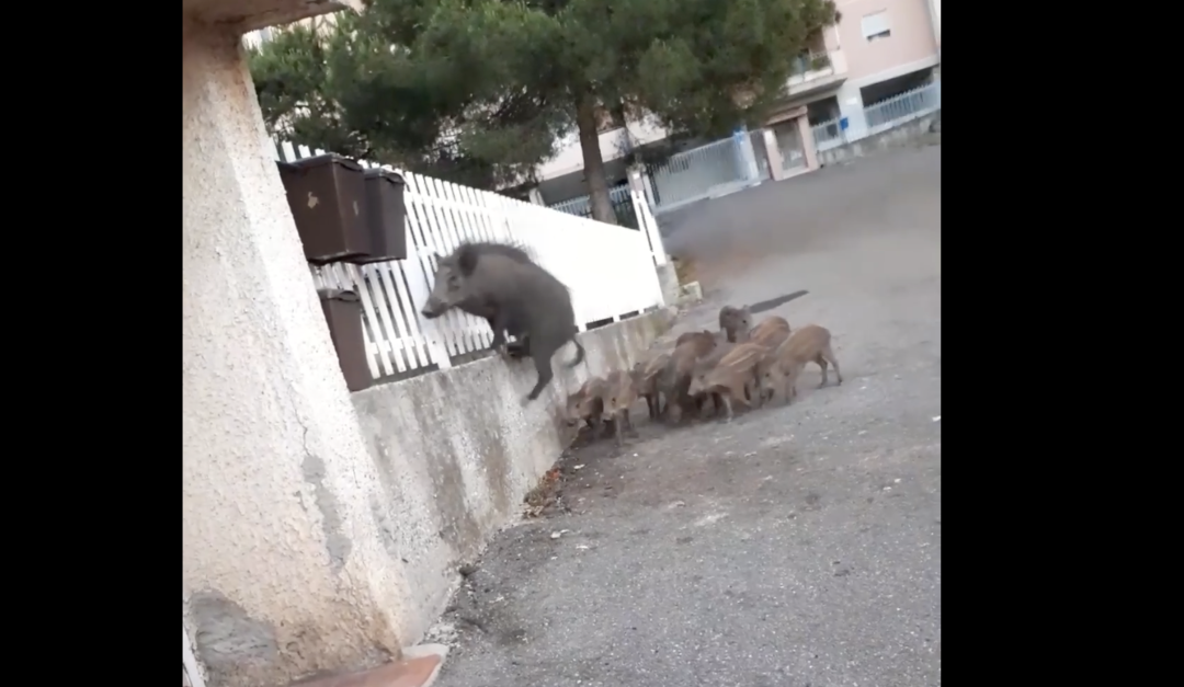I cinghiali a spasso per Pizzo