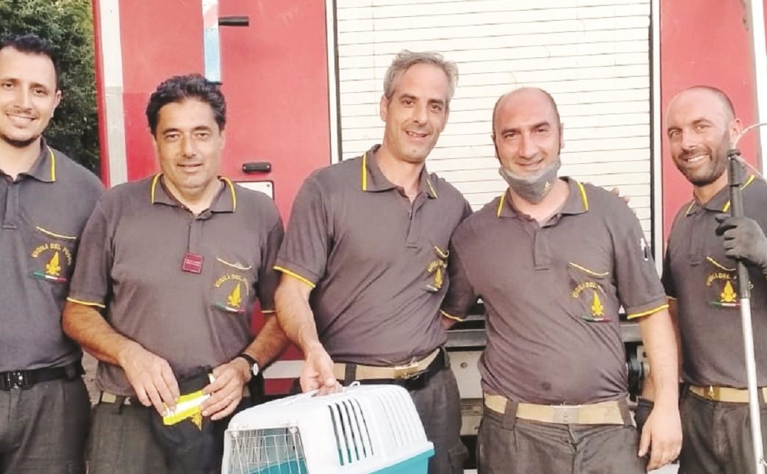 La squadra di vigili del fuoco che ha salvato la gattina bloccata sull'albero