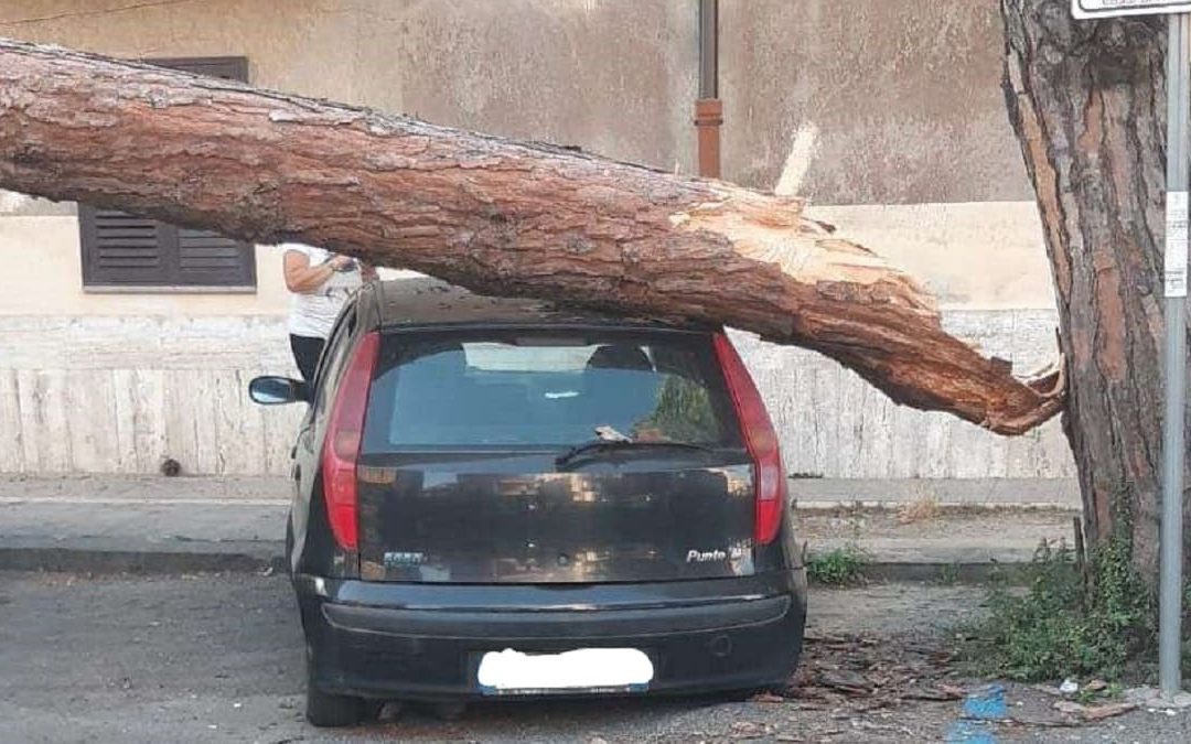 L'auto danneggiata dall'albero caduto a Vibo Valentia
