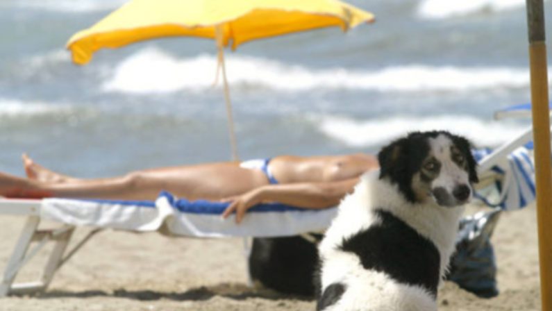 Animali in spiaggia solo autorizzati, l'ordinanza del sindaco di Parghelia fa infuriare la Protezione animali