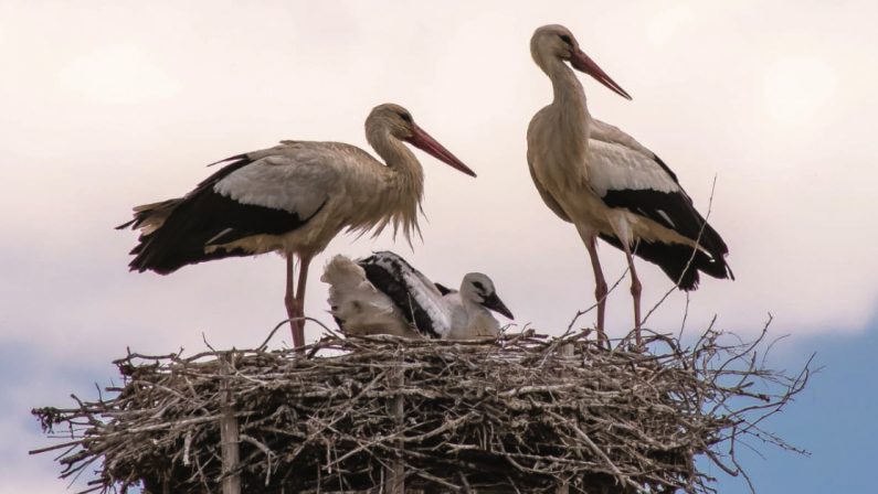 Nascite record di cicogne in Calabria