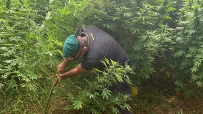 Oltre tremila piante di cannabis sequestrate in due operazioni nel Catanzarese