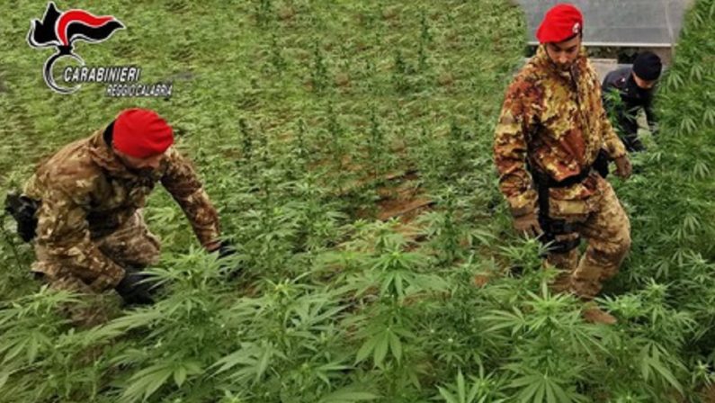 Scoperta una piantagione di marijuana con 125 piante nel Reggino