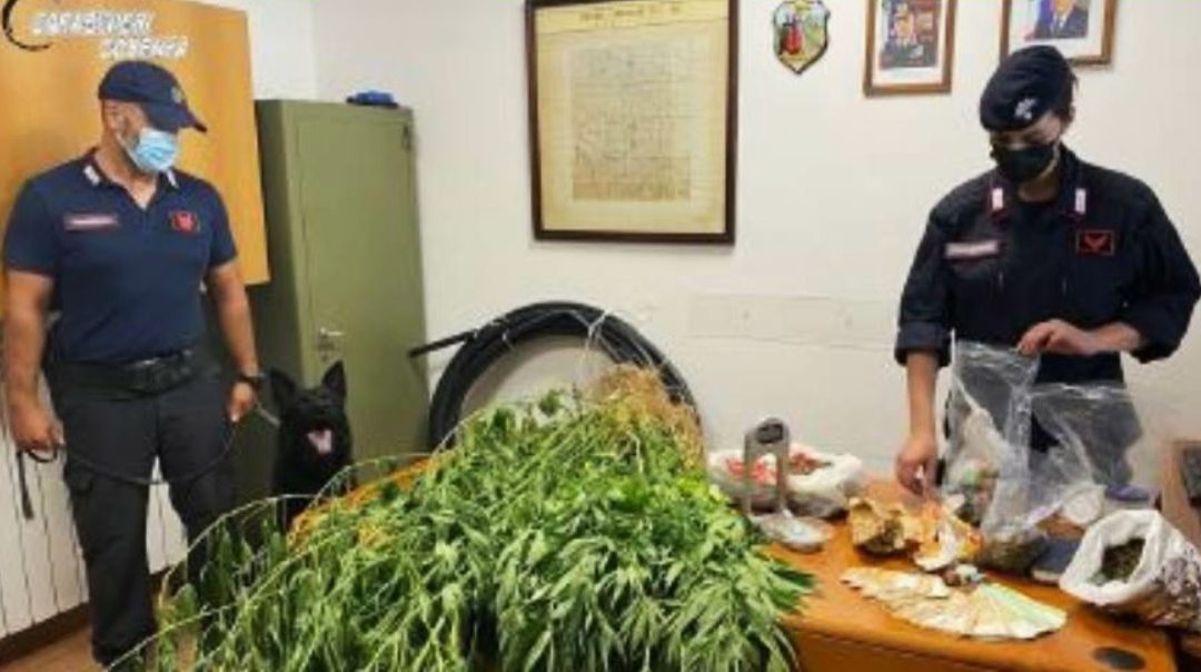 La droga sequestrata nel Cosentino