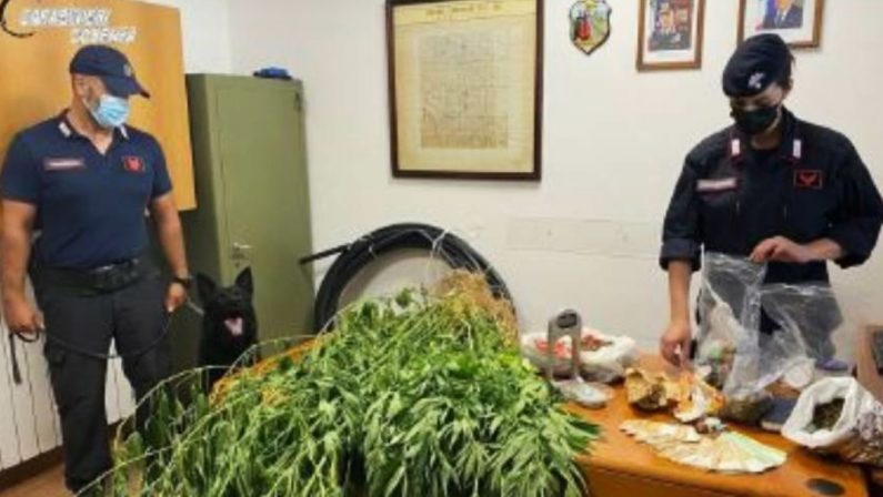 Blitz nella “fazenda” dello sballo nel Cosentino, arrestato un 50enne