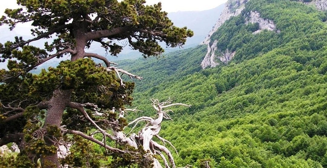 Parco del Pollino, consiglio direttivo sciolto: nominato Commissario Lirangi