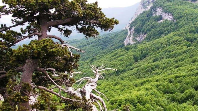 Le foreste di Pollino e Aspromonte sono patrimonio dell’umanità Unesco