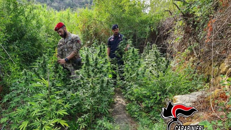 Piantagione di marijuana scoperta nel Reggino, 260 arbusti e tre arresti