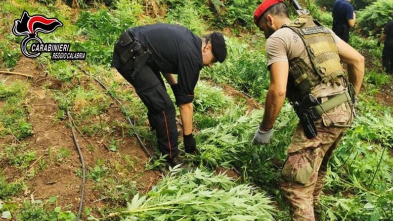 Piantagione di marijuana da oltre 1200 piante sequestrata nel Reggino