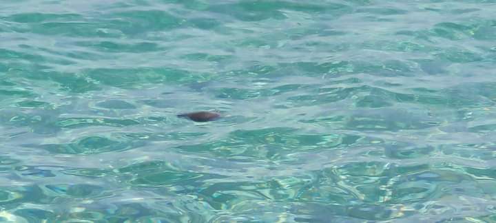 Topi morti galleggiano in mare: parte la protesta nel Vibonese