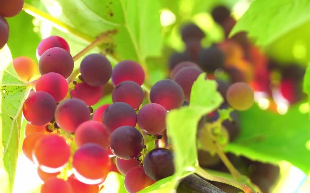 Ristrutturazione vigneti, domande prorogate al 31/7