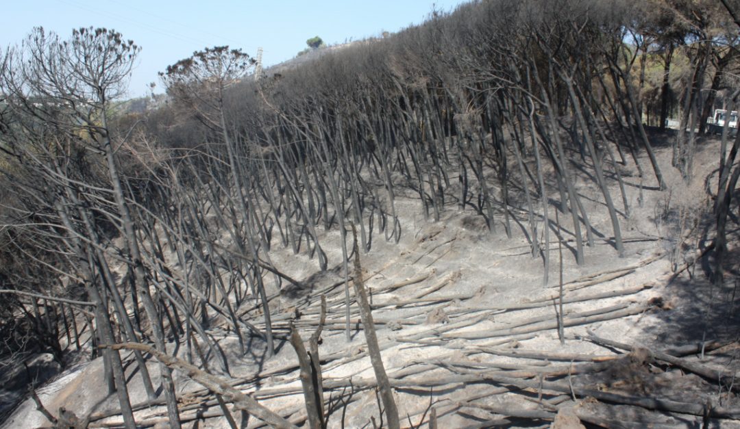 Gli effetti dell'incendio alla pineta di Siano a Catanzaro