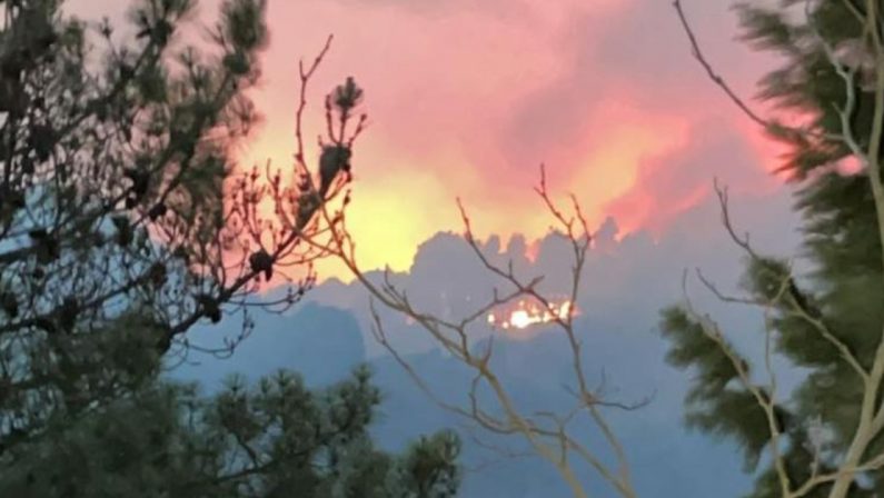 L'Aspromonte brucia, allarme di Autelitano: «Fiamme vicine alla faggeta dell'Unesco»