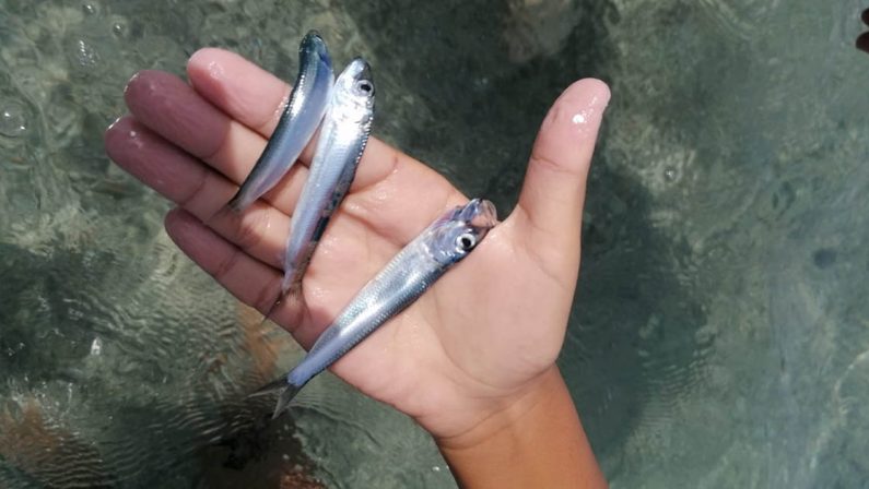Strana moria di pesci tra Vibo Marina e Bivona