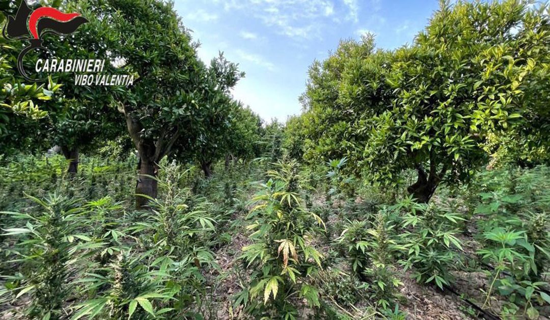 San Calogero, sequestrate piante di canapa per oltre 5 milioni di euro