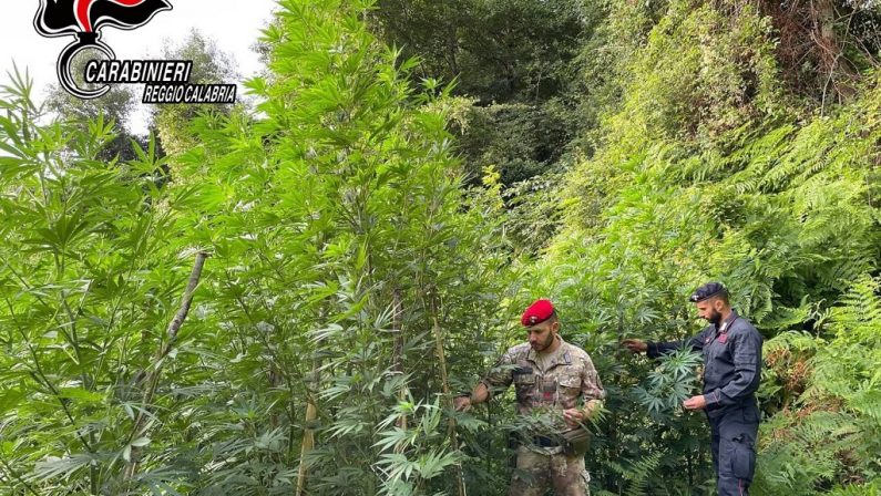 Droga: 800 piante di canapa sequestrate e distrutte nel Reggino