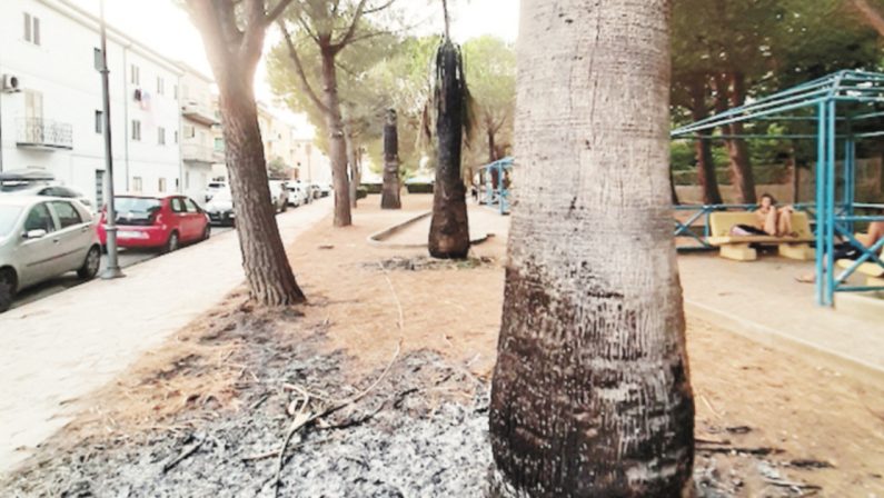 Cosenza, palme bruciate nel parco comunale di Fuscaldo