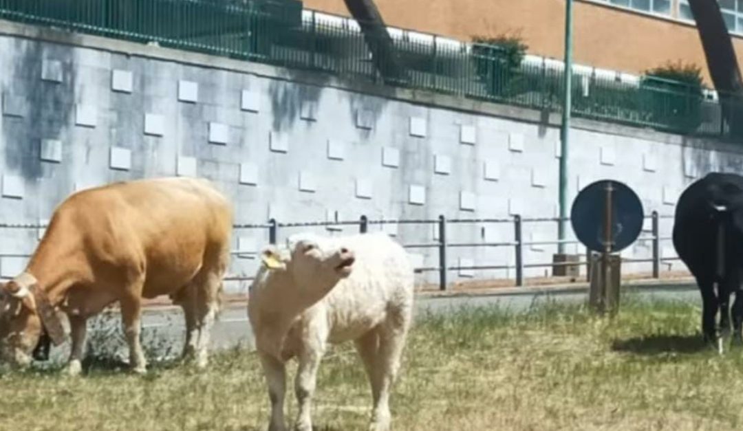 Vacche al pascolo davanti agli stabilimenti chiusi delle Terme Luigiane