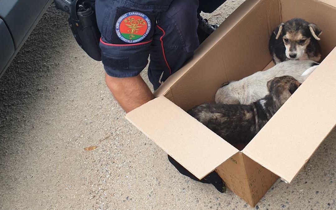 I tre cuccioli presi in cura dai militari