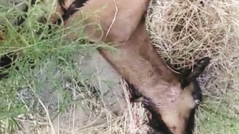 Lupi assalgono gregge di capre nel Crotonese, allevatori disperati