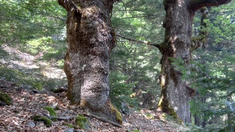 Aspromonte, la Faggeta Vetusta patrimonio Unesco è scampata alle fiamme