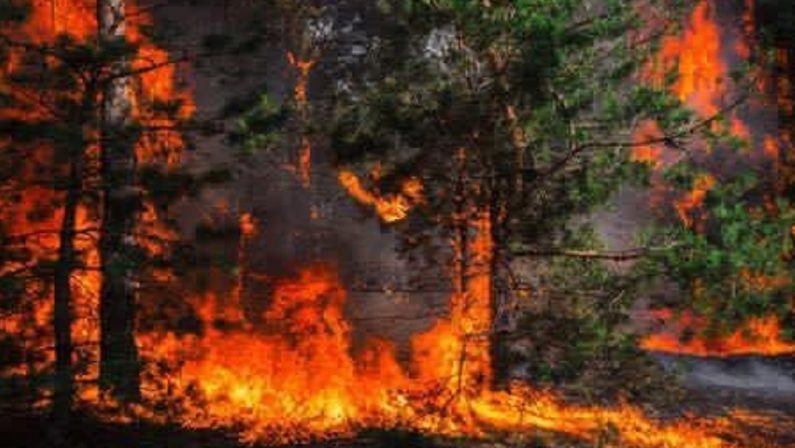 Bilancio della catastrofe incendi in Calabria: in un mese 3.640 roghi boschivi