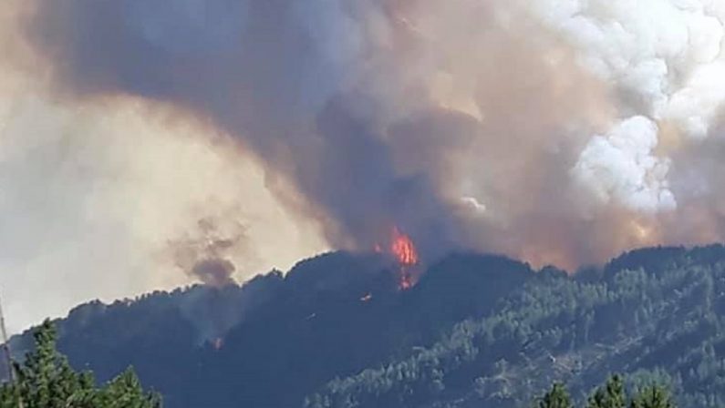 L'Aspromonte brucia, in fumo la macchia di Farnetto ad Africo Vecchio