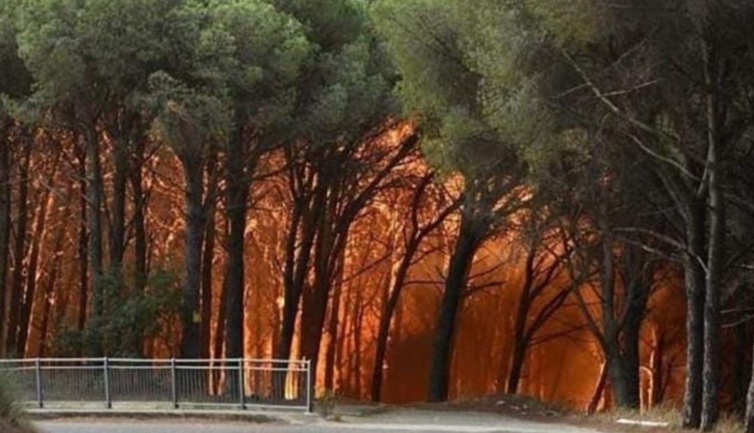 L'incendio nella pineta di Siano