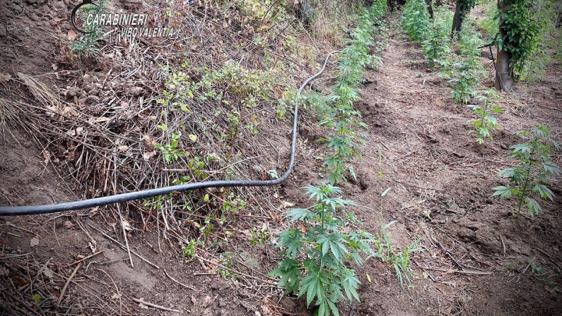 Nicotera, Carabinieri appostati nella vegetazione incastrano coltivatori di marjuana