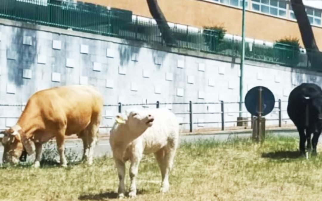 Mucche al pascolo alle Terme Luigiane
