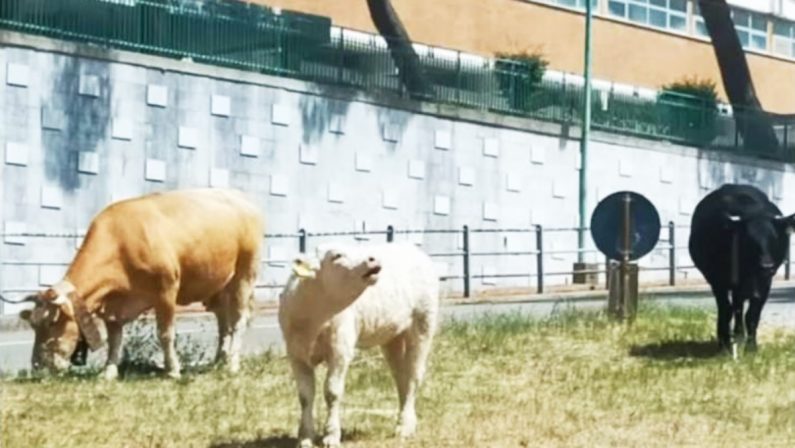 Il triste destino delle Terme Luigiane, mucche al pascolo e branchi di randagi