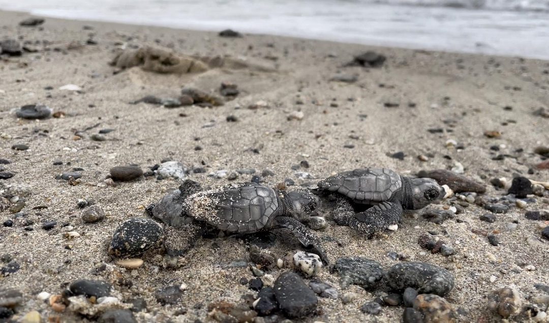 Nido tartaruga caretta caretta in area marina protetta Crotone