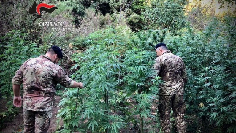 Droga: mille piante di cannabis trovate nel Vibonese - VIDEO