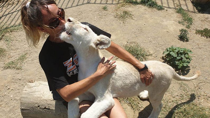 Dal Veneto alla Calabria per salvare gli animali del circo, crescono i leoni appena nati: Jole e Zaia