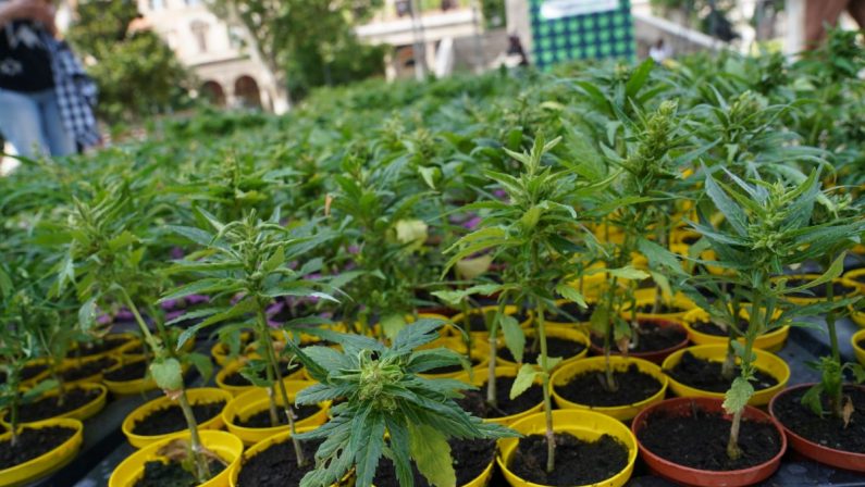 Cannabis, primo via libera alla coltivazione in casa fino a 4 piante
