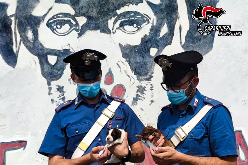 I cuccioli salvati dai carabinieri