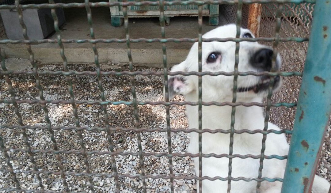 Operazione Happy Dog, la ‘ndrangheta si infiltra nei canili  Arresti in Calabria e Lombardia, falsati gli appalti pubblici