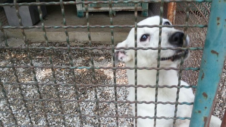 Animali maltrattati e denutriti, sequestrato un canile in provincia di Reggio Calabria: deferiti un imprenditore e un dirigente dell'Asp